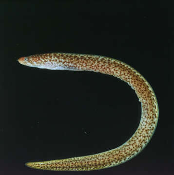 Image of morays