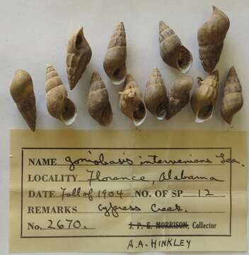 Image of unclassified Gastropoda