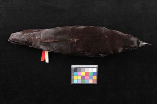 Image of American crow