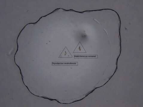 Image of ecdysozoans