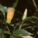 Image of <i>Stifftia chrysantha</i> Mikan