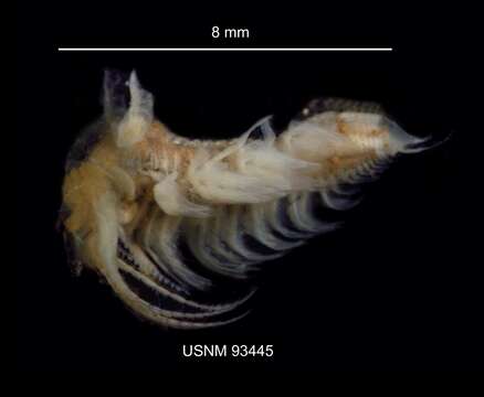 Image of branchiopods