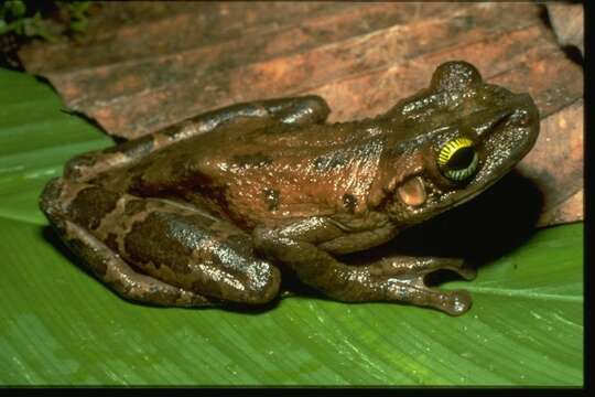 Image of Slender-legged Treefrogs