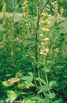 Image of Thermopsis