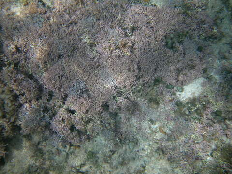 Image of Corallinophycidae