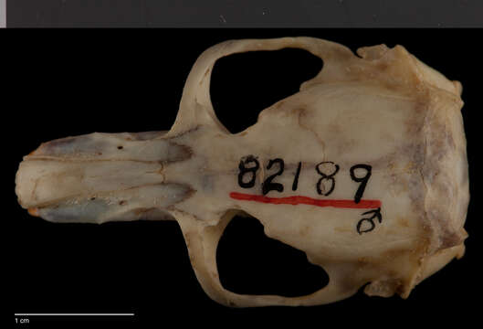Image of Buller's pocket gopher