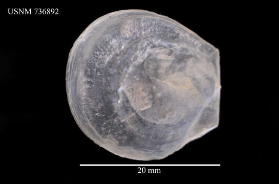 Image of spiralians