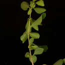 Image of Grajalesia fasciculata (Standl.) Miranda