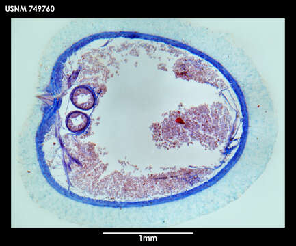 Image of solenogasters