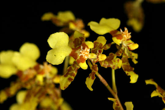 Image of Monocots