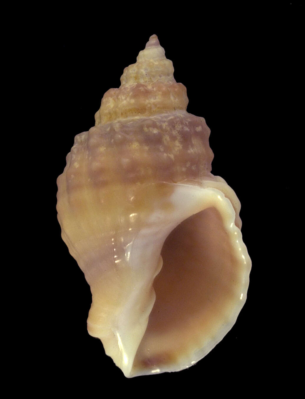 Image of neogastropods: whelks & cone shells