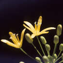 Image of <i>Triteleia <i>crocea</i></i> subsp. crocea