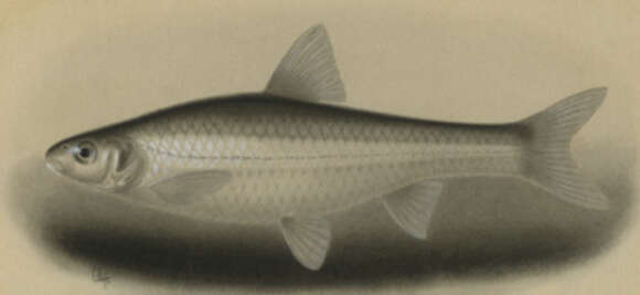 Image of Hybognathus
