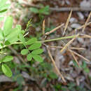 Image of Tephrosia purpurea subsp. purpurea