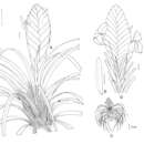 Image of Wallisia anceps (G. Lodd.) Barfuss & W. Till