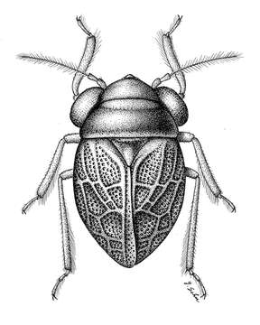 Image of Glyptocombus