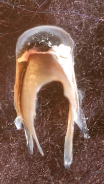 Image of Nematolampas Berry 1913