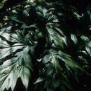 Image of Trevesia palmata (Roxb. ex Lindl.) Vis.