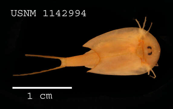 Image of branchiopods