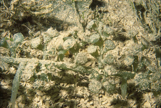 Image of chlorophytes