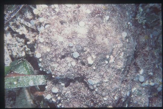 Image of red algae