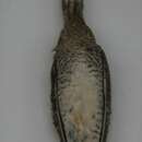 Image of Solitary Snipe