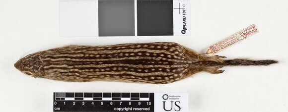 Image of thirteen-lined ground squirrel