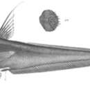 Image of <i>Coryphaenoides asprellus</i> (Smith & Radcliffe 1912)