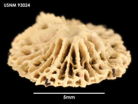 Image of hexacorallians