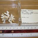 Image of Ivory Tube Coral