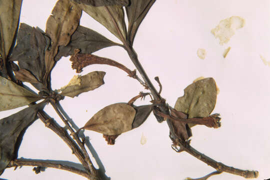 Image de Alseuosmia