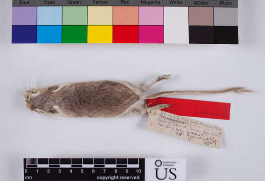 Image of Gulf Coast Kangaroo Rat