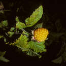 Image of <i>Rubus <i>spectabilis</i></i> spectabilis