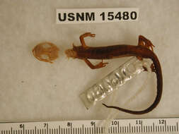 Image of salamanders