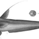 Image of <i>Coryphaenoides microps</i> (Smith & Radcliffe 1912)