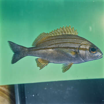 Image of Pomadasys