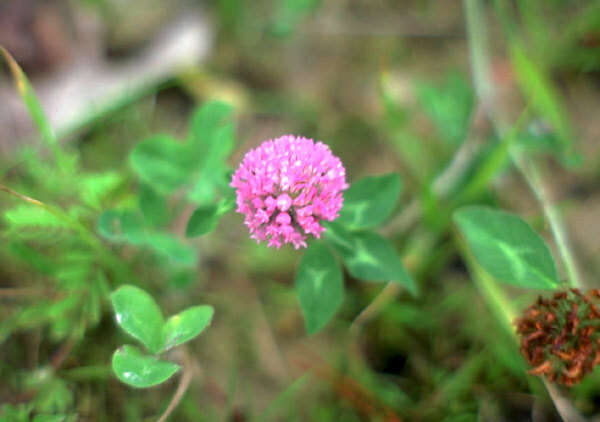 Trifolium pratense (rights holder: )