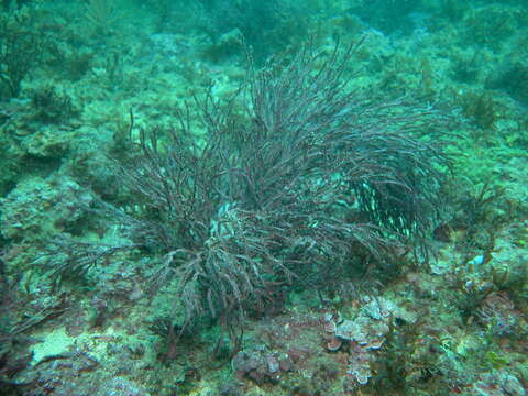 Image of red algae