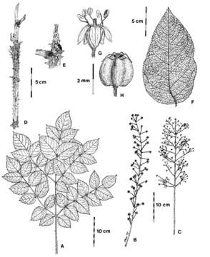 Image of <i>Aralia elata</i> (Miq.) Seem.