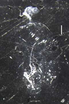 Image of hydrozoans