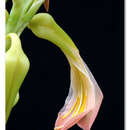 Image of Pitcairnia feliciana (A. Chev.) Harms & Mildbr.