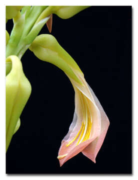 Image of Monocots
