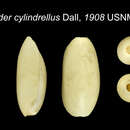 Image de Cylichnium cylindrellum (Dall 1908)