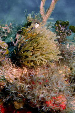 Image of SAR (Stramenopiles, Alveolates, Rhizaria)