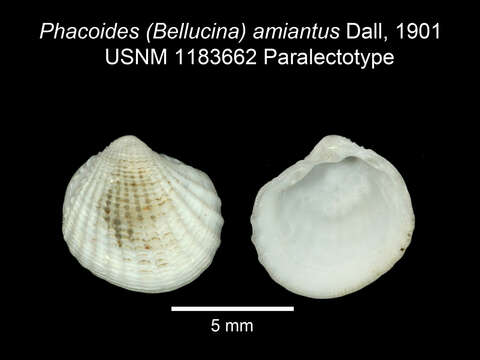 Image of mussels