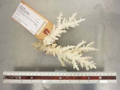 Image of staghorn corals