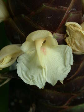 Image of Monocots
