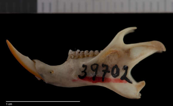 Image of Panamint Chipmunk