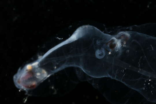 Image of Littorinimorpha Golikov & Starobogatov 1975