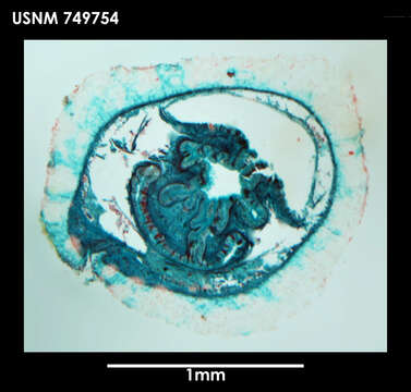 Image of solenogasters